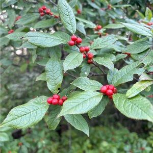 Meet your Posher, Janine